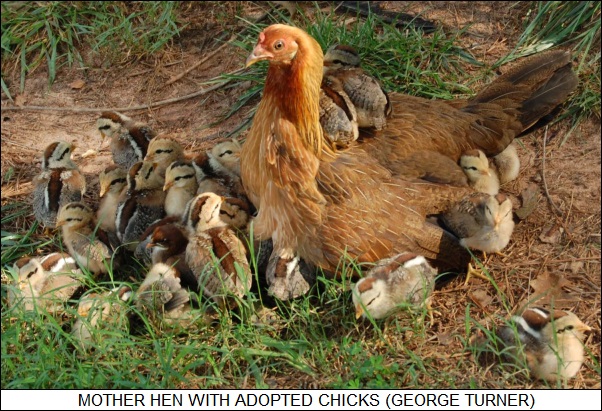 hen with adoptive chicks