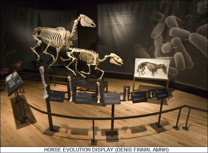 horse evolution display