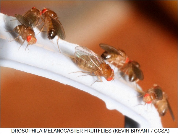 Drosophila melanogaster fruitflies