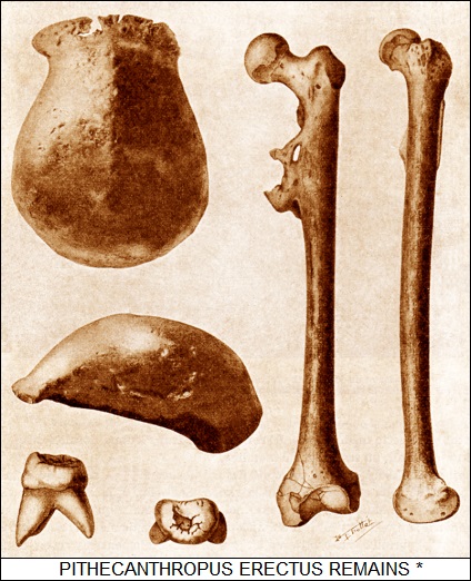 Pithecanthropus erectus remains