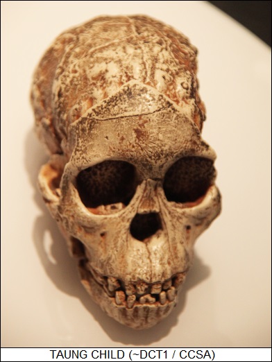 cast of Taung child skull