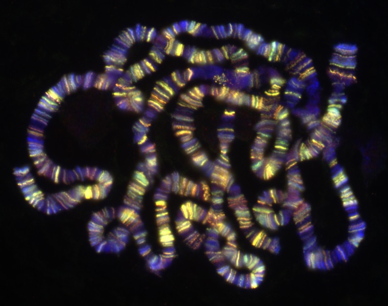 Drosophila chromosomes