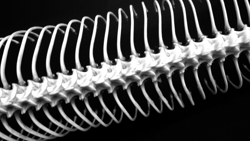 snake spine