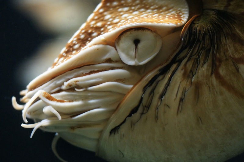 eye of the nautilus