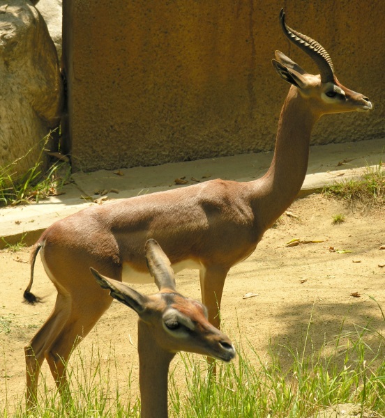 gerenuk antelopes