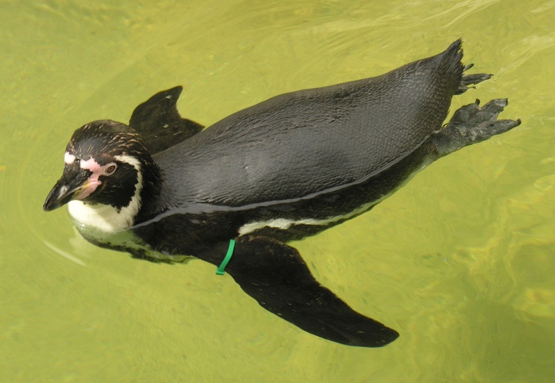 Humboldt penguin
