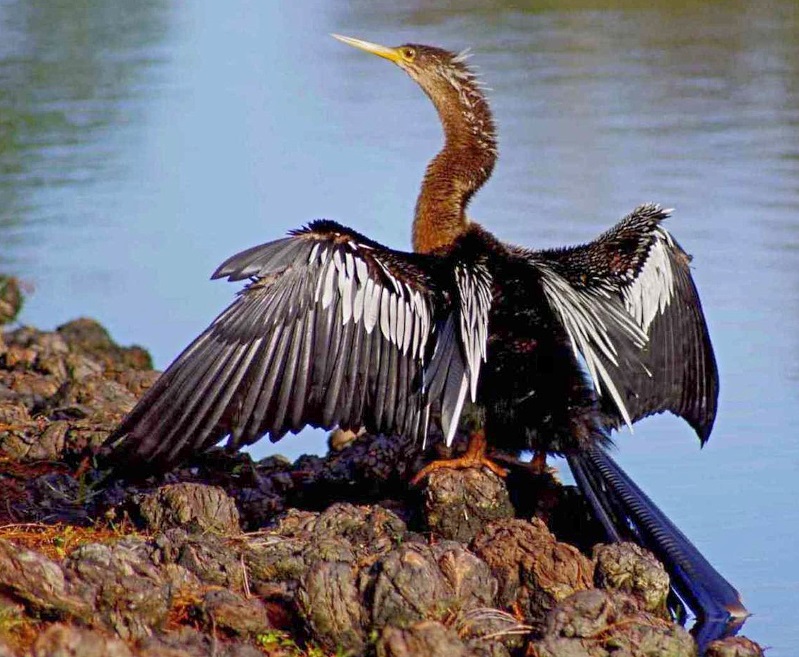 cormorant drying its wings