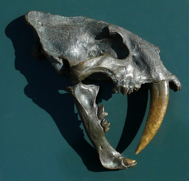 smilodon skull