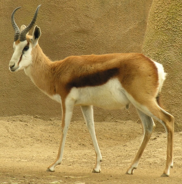 springbok gazelle