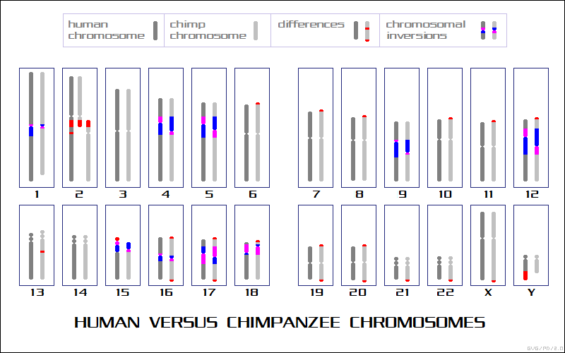 human versus chimpanzee chromosomes