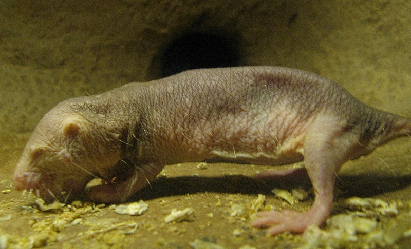 blind mole rat