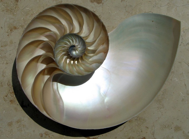 spiral shell of the nautilus