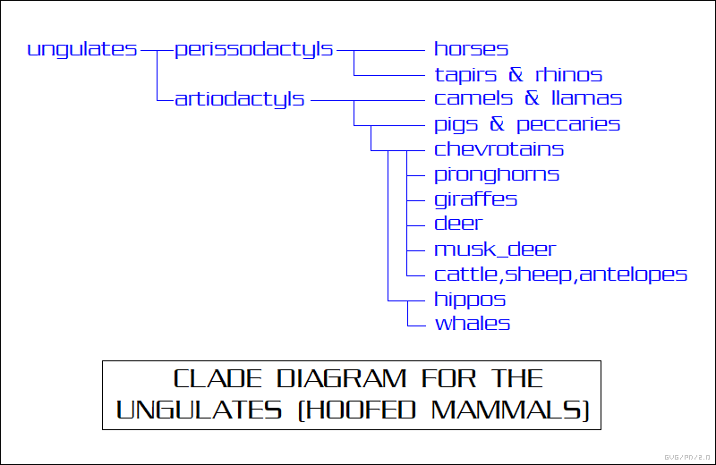 ungulate clade diagram