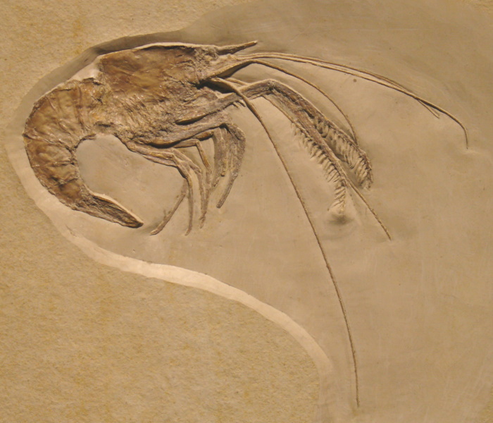 fossil prawn