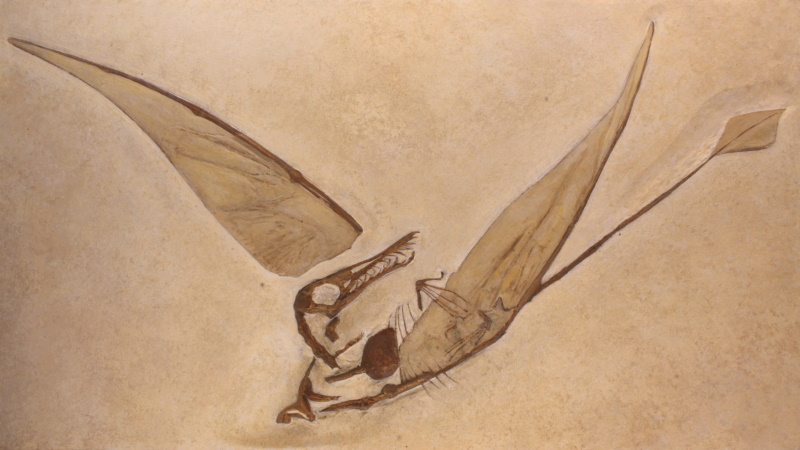 fossil pterosaur