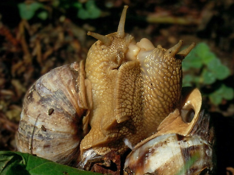 snail sex
