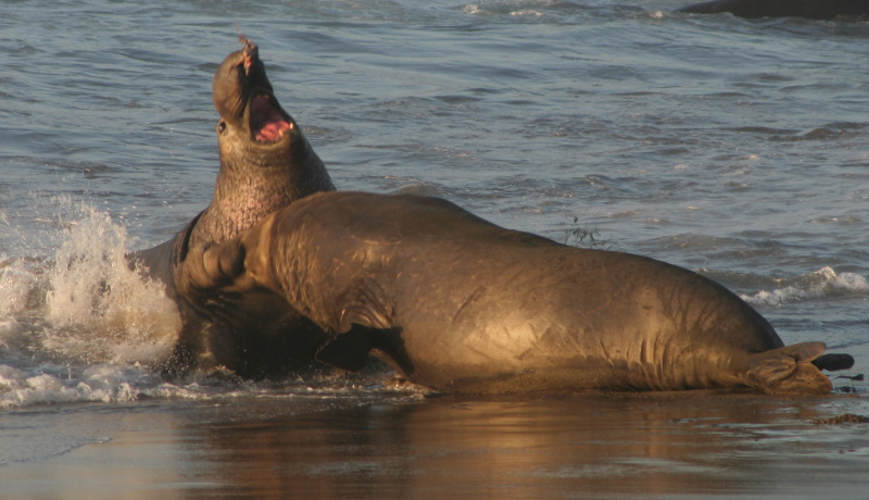 elephant seals fighting