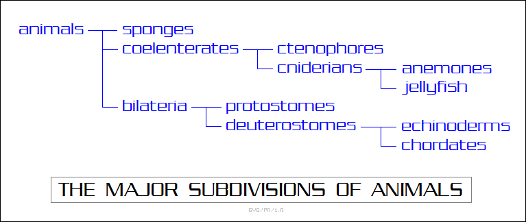 the major subdivisions of animals