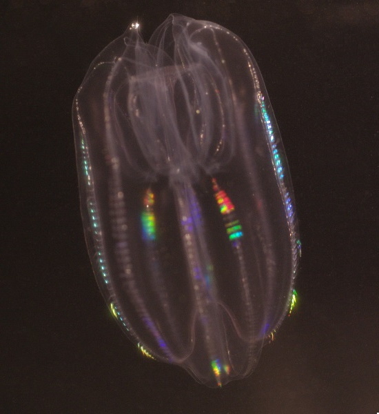 ctenophore / comb jelly