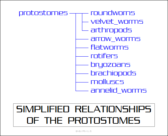 simplified relationships of the protostomes