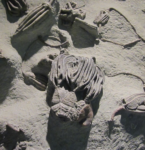fossil sea lilies