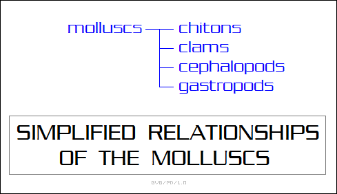 simplified relationships of the mollusks