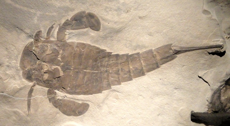 eurypterid fossil