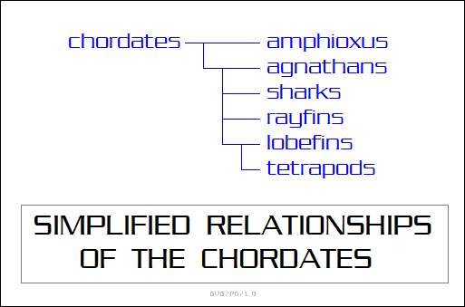 simplified relationships of the chordates