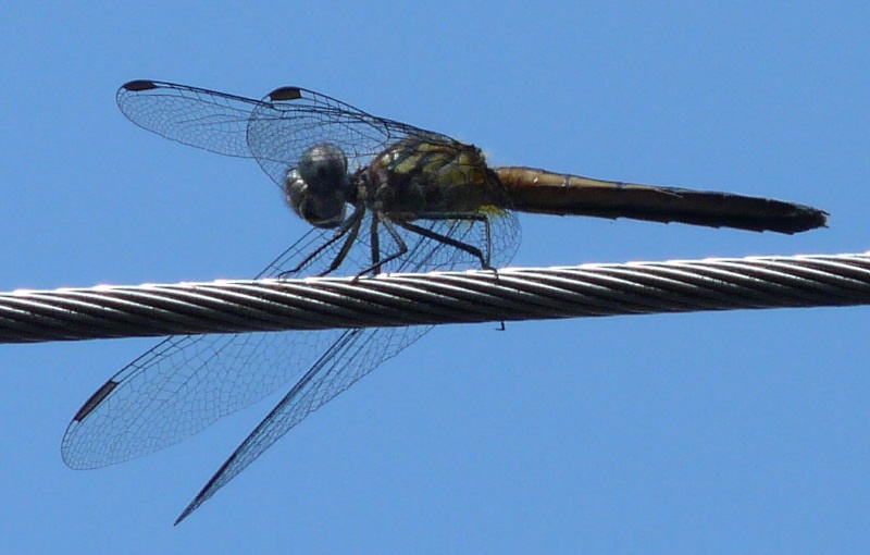 modern dragonfly