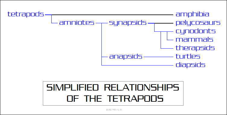 simplified relationships of the tetrapods