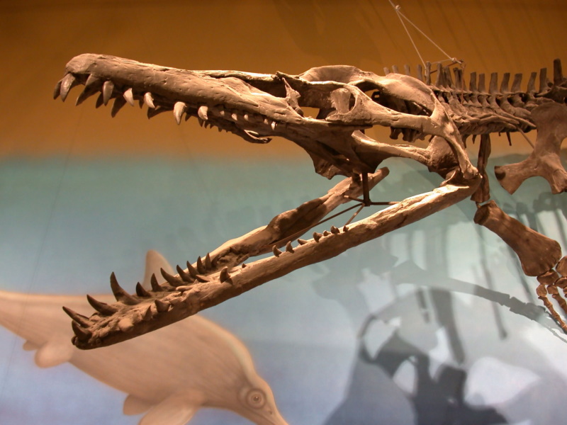 pliosaurus skull
