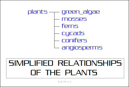 simplified relationships of the plants