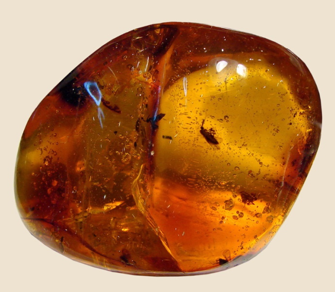fossil insects in amber