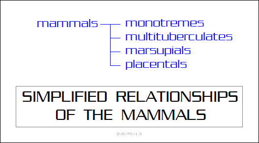 simplified relationships of the mammals