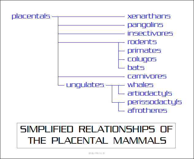 relationships of the placental mammals