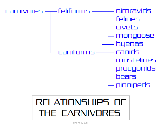 relationships of the carnivores