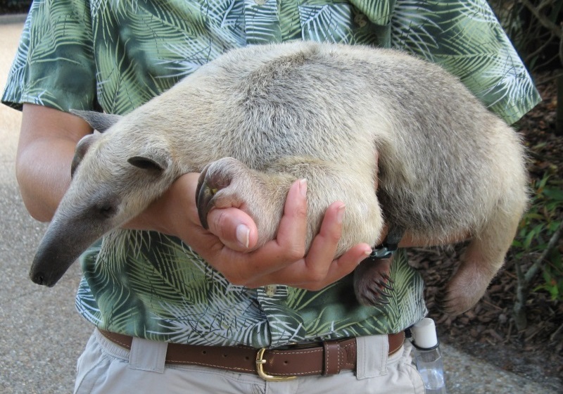 lesser anteater