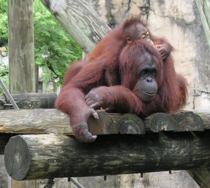 orangutan with child