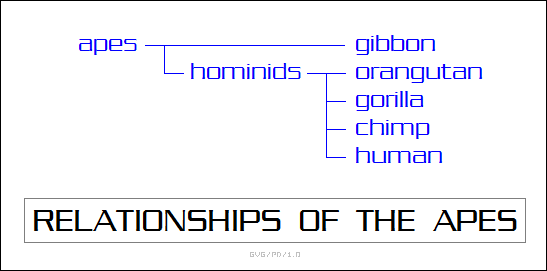 relationships of the apes