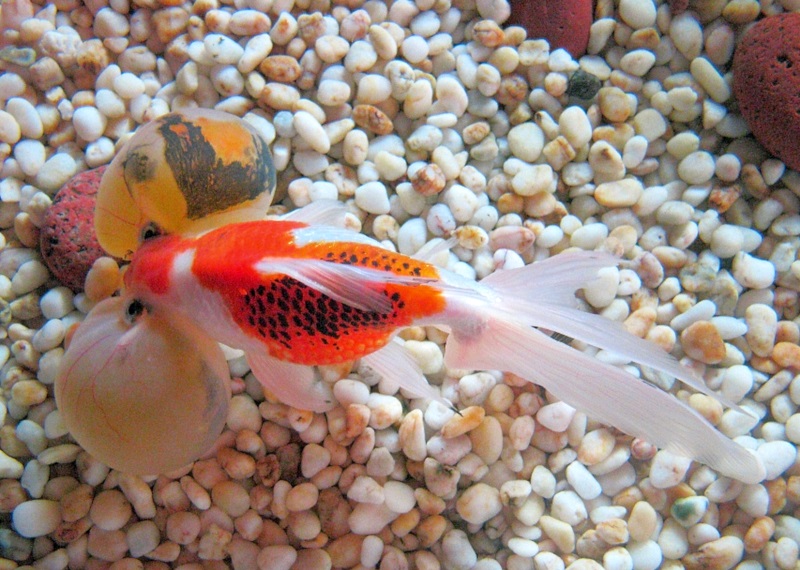 bubble-eye goldfish