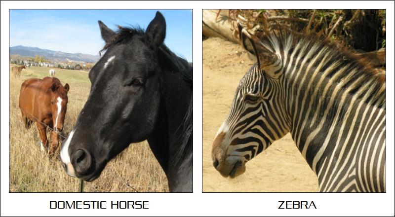 HORSE & ZEBRA