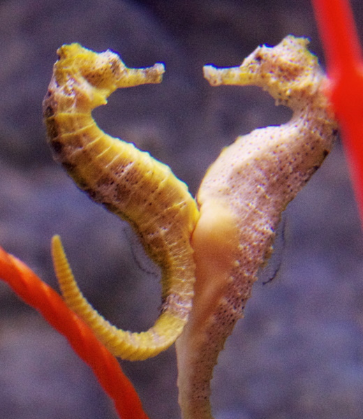 mating seahorses