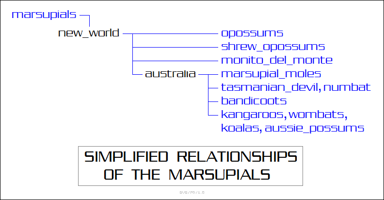 simplified relationships of the marsupials