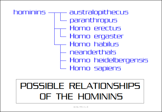 possible relationships of the hominins