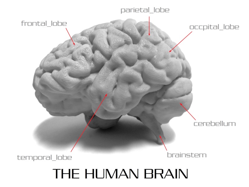 3D printed model of the human brain