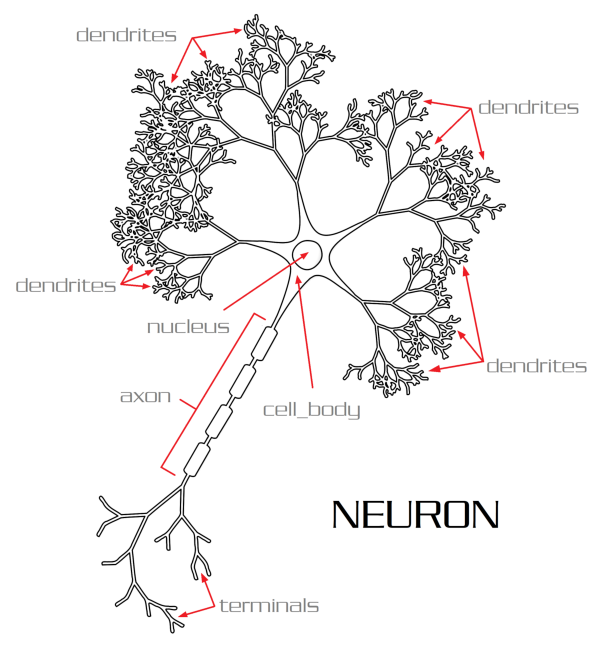 2neuron