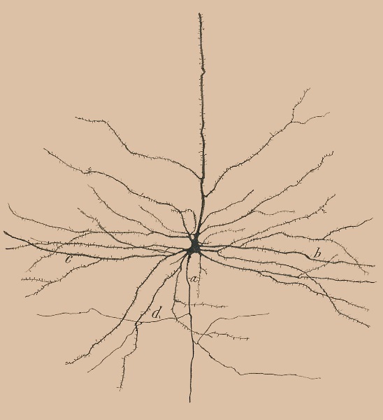 Ramon y Cajal's drawing of a pyramidal neuron