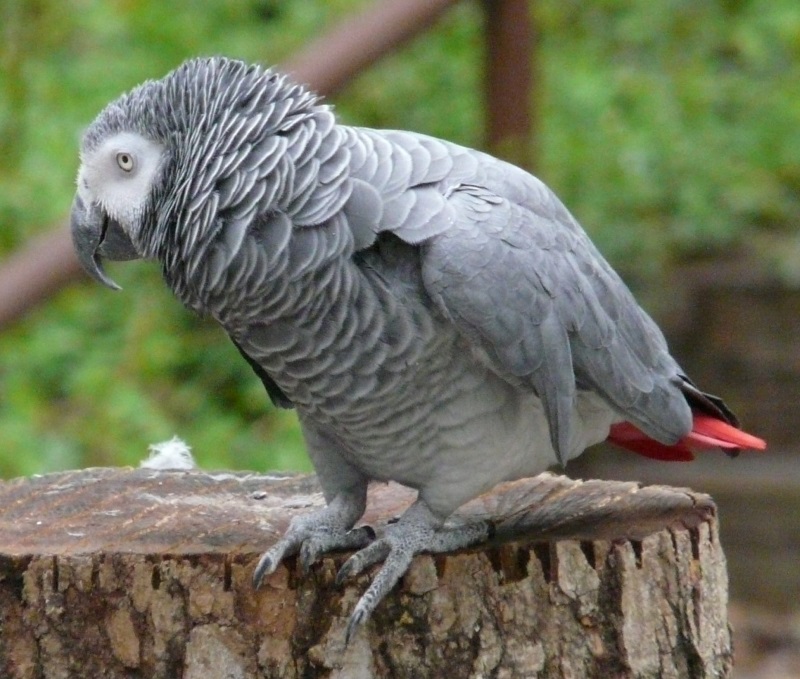 African gray parrot