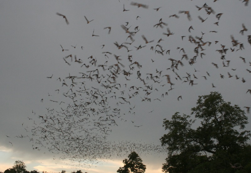 bats