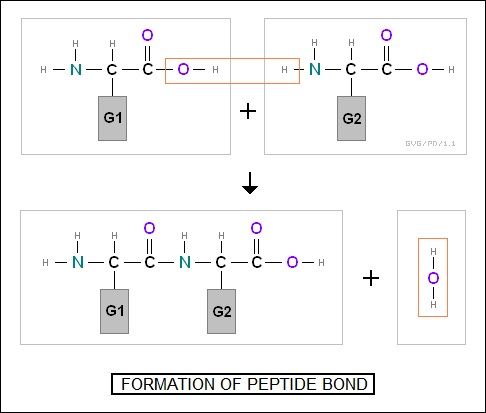 formation of peptide bond